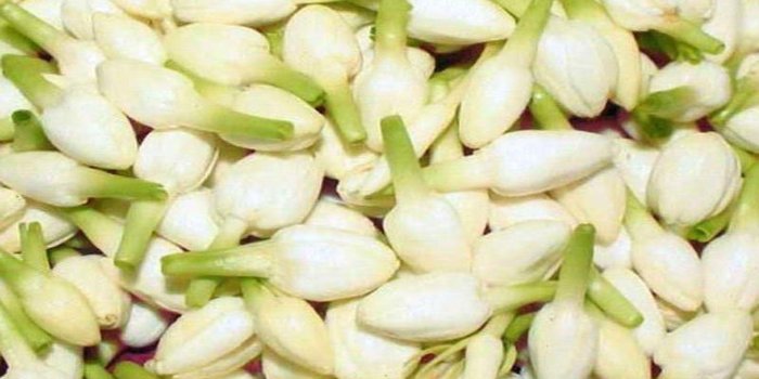 1920x1200 Jasmine Flower Wallpapers