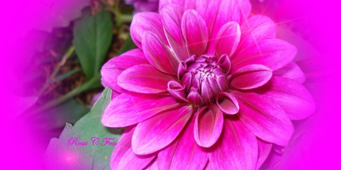 2816x2112 Garden Jasmine Flower Wallpaper - Jasmine Flowers Images Garden Free