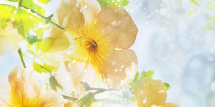 1600x1200 Android Phones Wallpapers: Android Wallpaper Jasmine Flower