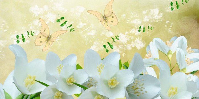 1920x1080 Name Jasmine Wallpaper (55+ images)