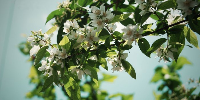 2560x1600 Jasmine flower wallpapers Gallery