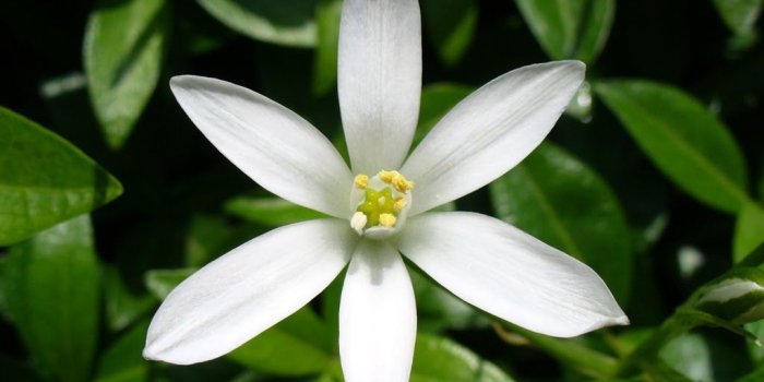 1024x768 jasmine flowers - Google Search | Flowers | Flowering vines, Jasmine