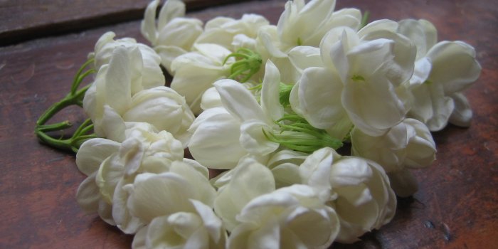 2272x1704 Jasmine Flower Wallpaper 19 Cool Wallpaper - HdFlowerWallpaper.com