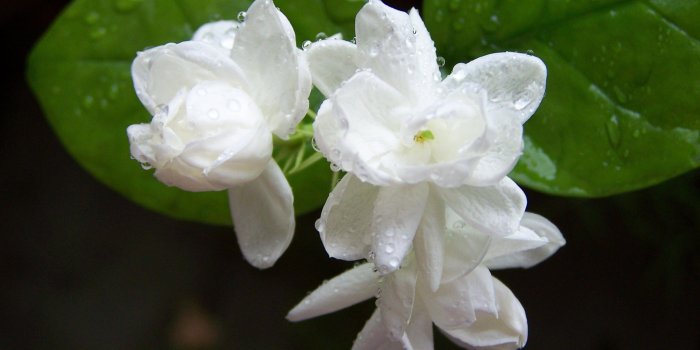 2832x1888 Jasmine Flower Hd Wallpaper - Flowers Healthy