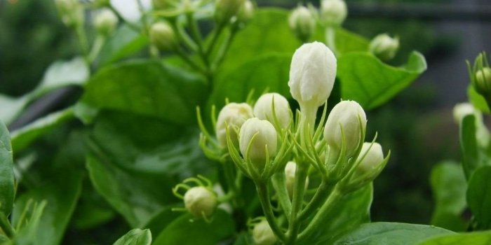 1024x768 Jasmine Flower Wallpapers Desktop Background