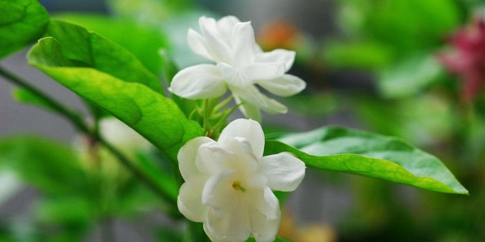 1920x1200 Jasmine Flower Wallpaper ·① WallpaperTag