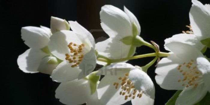 1200x849 Amazing Flower: Jasmine Flower Wallpaper