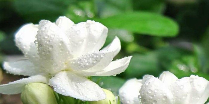 1400x1050 Fullscreen - Jasmine Flower Wallpaper Hd (#1097770) - HD Wallpaper