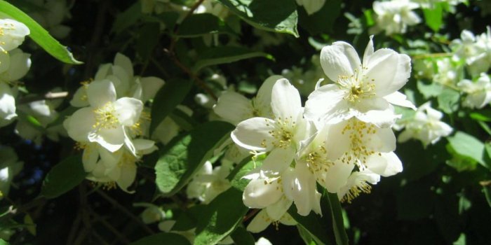 1024x768 Jasmine Flower Wallpaper - Wallpapers Browse