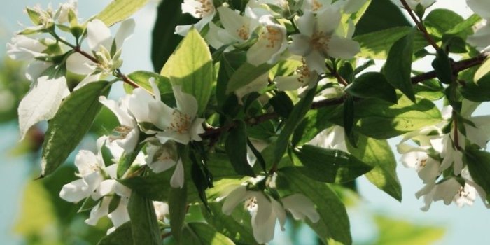 768x1024 Jasmine Flowers ❤ 4K HD Desktop Wallpaper for 4K Ultra HD TV • Dual