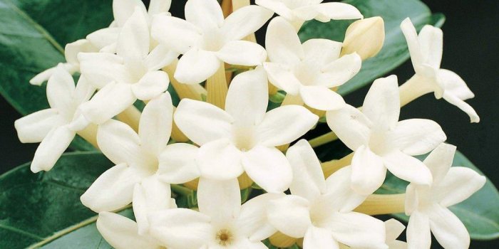1024x1024 Photo Gallery Of The Jasmine Flowers Wallpaper - White Star Flower