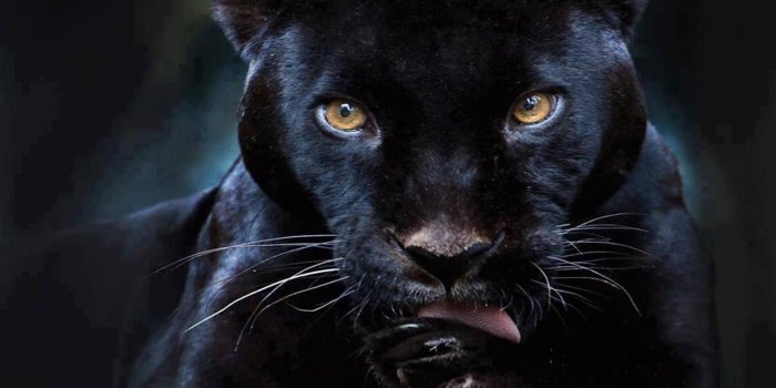 1440x1280 Download Black Puma Wallpaper by PerfumeVanilla - 4f - Free on ZEDGE