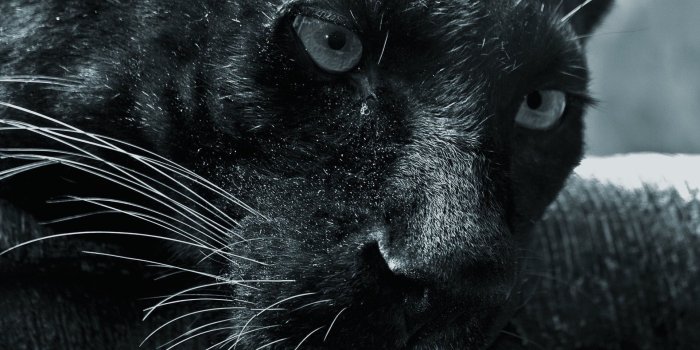 1920x1200 62+ Pumas Wallpapers on WallpaperPlay