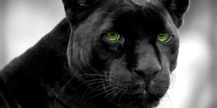 1920x1200 35+ Black Puma Wallpapers - Download at WallpaperBro