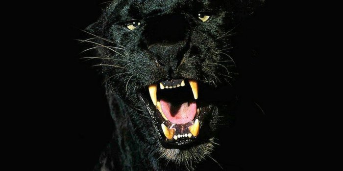 1024x768 35+ Puma Phone Wallpapers - Download at WallpaperBro
