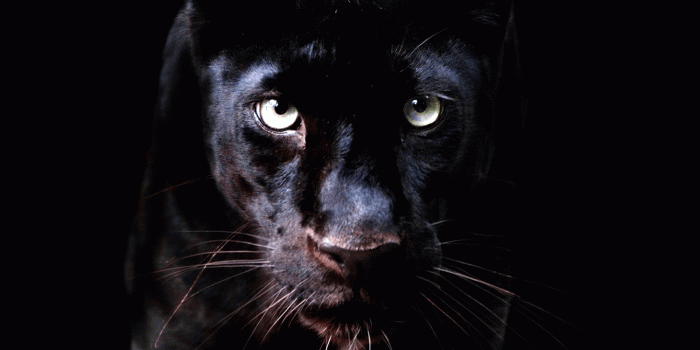1500x2592 LOVIN' LIFE on ANIMAL PLANET | Wild animal wallpaper, Animal