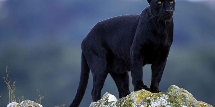 1600x1000 Animals Wallpapers: Black Puma With Yellow Eyes Wallpapers