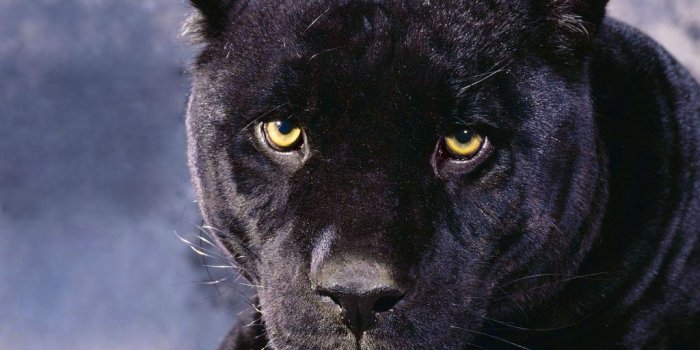 1024x768 35+ Black Puma Wallpapers - Download at WallpaperBro