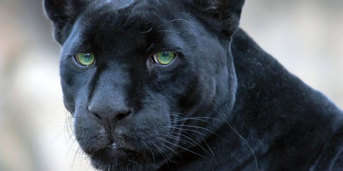 1600x900 Black Panther, Puma, Terrestrial Animal, Wildlife 16:9 HD+ Wallpaper