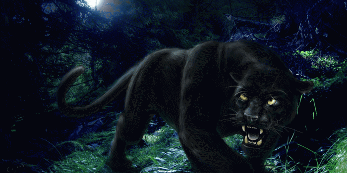 1600x987 black puma animal wallpaper | Rabbi Gafne