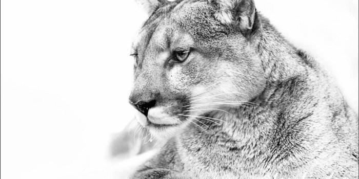 1332x850 Wallpaper b/W, white background, Puma, mountain lion, Jaguar, the