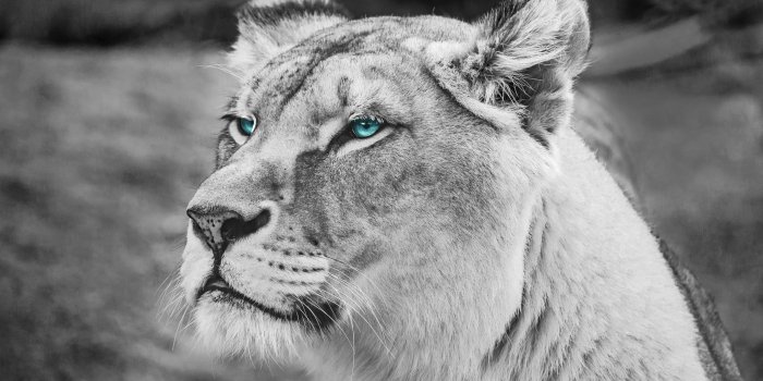 3840x2160 Terrestrial Animal, Puma, Eye, Lion, Black and White 4K Ultra HD
