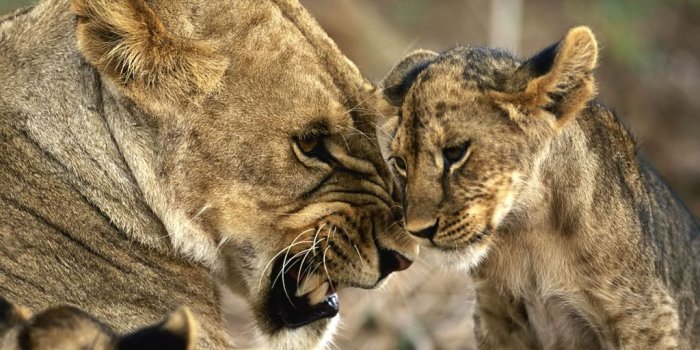 1024x768 Puma Pictures - Wild Puma Animal Pictures