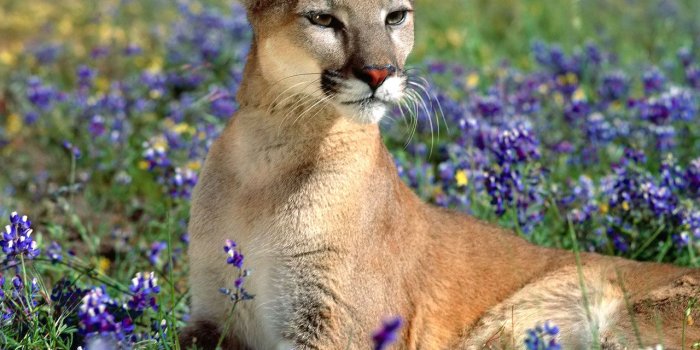 1280x960 Puma Pictures - Wild Puma Animal Pictures