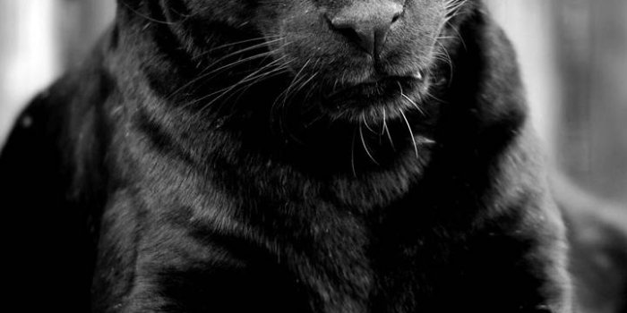 720x1280 Black Puma Wallpaper by ____S - 03 - Free on ZEDGE™