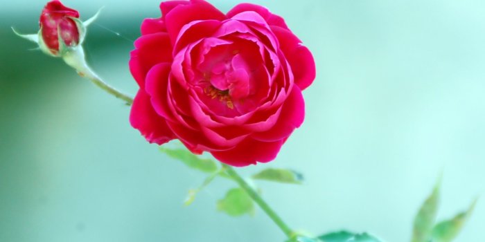 1600x1200 Rose - Komal Photo ❤ 4K HD Desktop Wallpaper for 4K Ultra HD TV