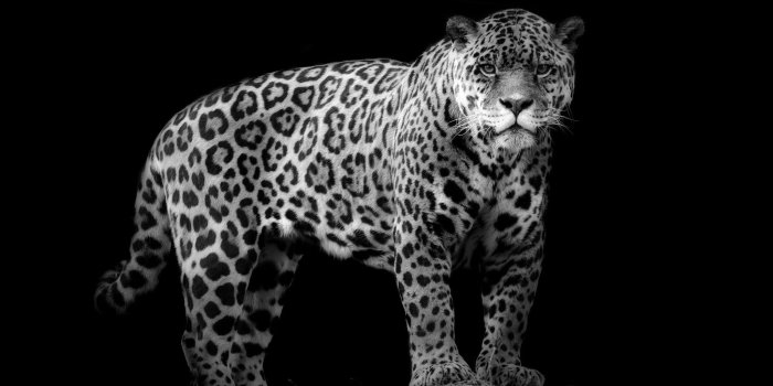 2048x1365 Black Jaguar Wallpaper (62+ pictures)