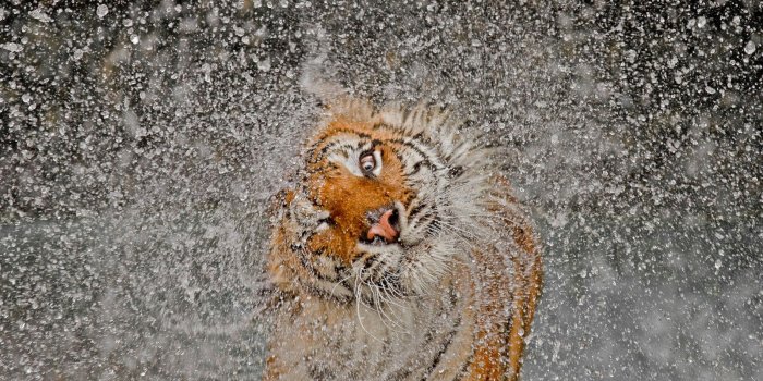 1600x1200 Stunning Tigress wins National Geographic Photo Contest 2012 - MCP
