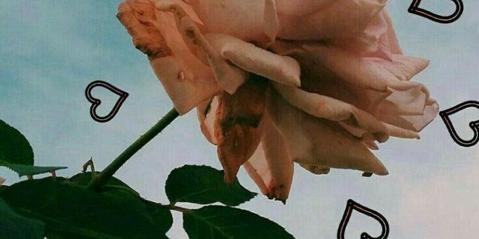 736x1308 sidoela on wallpaper in 2019 | Aesthetic iphone wallpaper