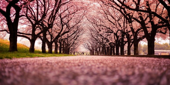 1920x1080 Japanese Desktop Wallpapers - Top Free Japanese Desktop Backgrounds