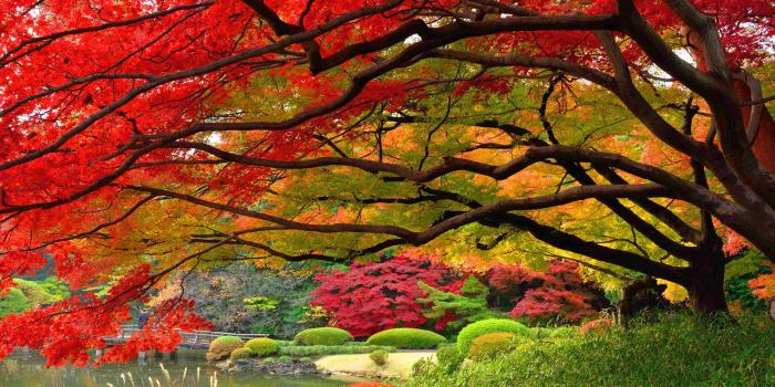 1920x1200 Autumn Wallpaper Japan Hd Autumn Wallpaper Examples - Autumn Japan