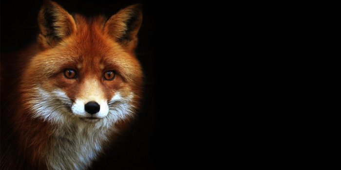 1680x1050 48+] The Fox is Black Wallpaper on WallpaperSafari