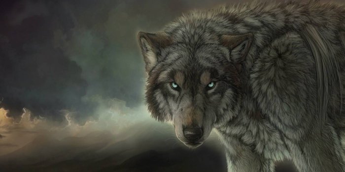 1800x697 Hipster Wolf Wallpapers - Top Free Hipster Wolf Backgrounds