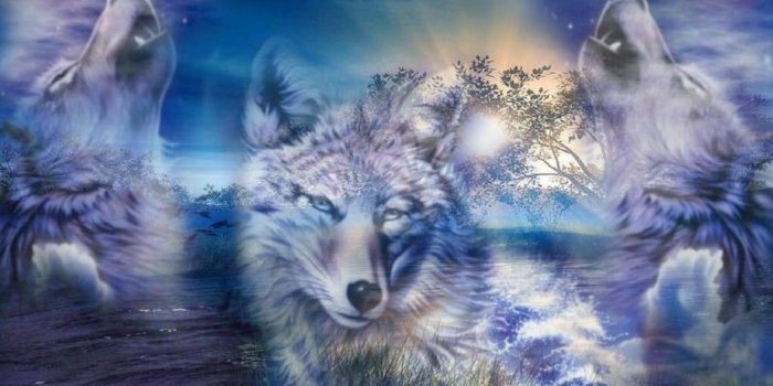 1920x1080 Wolves Wallpapers Desktop