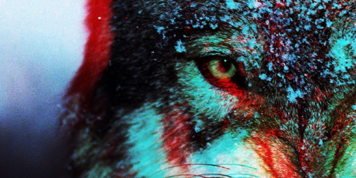 4724x7087 wolf. killer. lover. | De Los Muertos | Wolf, Wolf 3d, Beautiful wolves