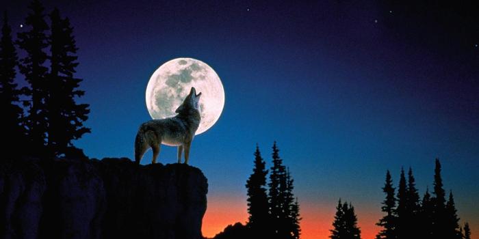 1600x1200 Wolf Howling At The Moon Wallpapers