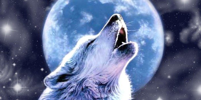 1024x768 Wolf Howling At The Moon Wallpapers