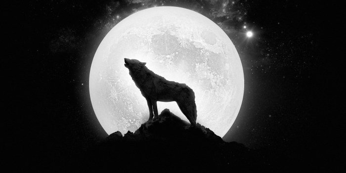 1920x1080 Wolf Moon Wallpapers - Top Free Wolf Moon Backgrounds - WallpaperAccess