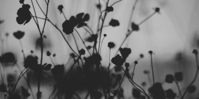 1242x2208 iPhone7papers.com | iPhone7 wallpaper | mv69-night-nature-flower