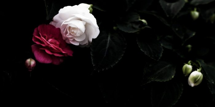 2304x1440 Black Flowers On White Background Wallpaper | SOIDERGI