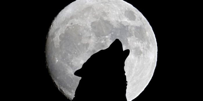938x1668 Download wallpaper 938x1668 full moon, wolf, howl, bw iphone 8/7/6s