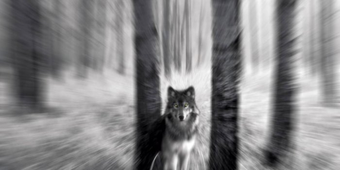 1203x873 Wolf Tumblr Photography | Wallpapers Gallery