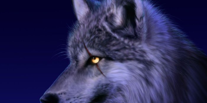 1280x1024 30+ Wolf Backgrounds, Wallpapers, Images | FreeCreatives