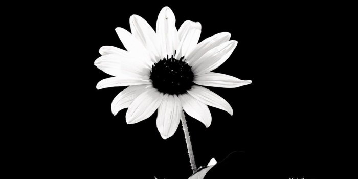 1440x900 Black and White Flowers wallpaper | 1440x900 | #51486