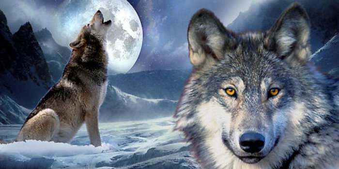 1920x1080 40+ Three Wolf Wallpapers - Download at WallpaperBro