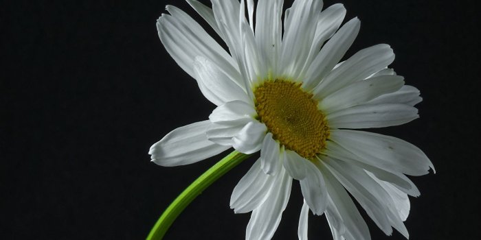 1337x1024 Wallpaper White Flowers matricaria Closeup Black background